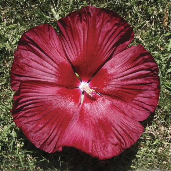Honeymoon Deep Red