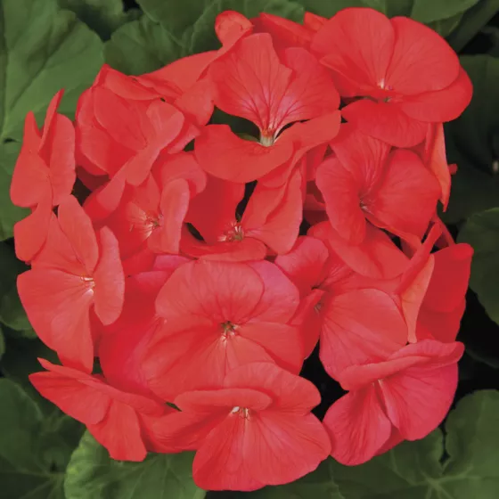 Pinto Premium Coral