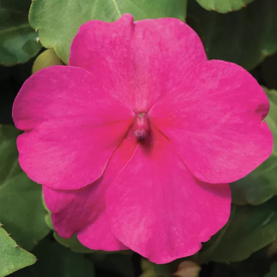 Accent Premium Rose