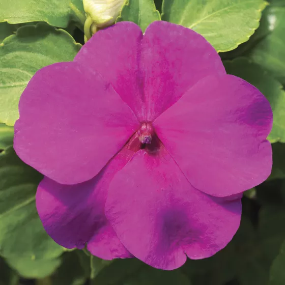 Accent Premium Lilac