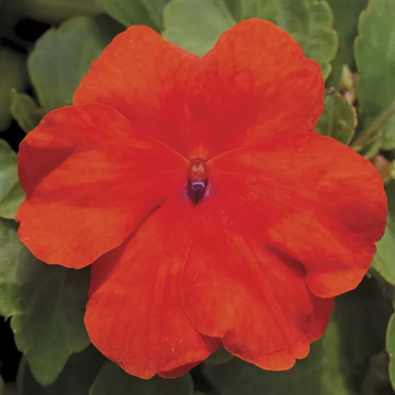 Accent Premium Deep Orange
