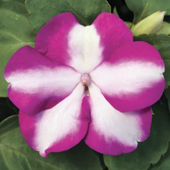 Accent Premium Violet Star