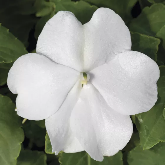Accent Premium White