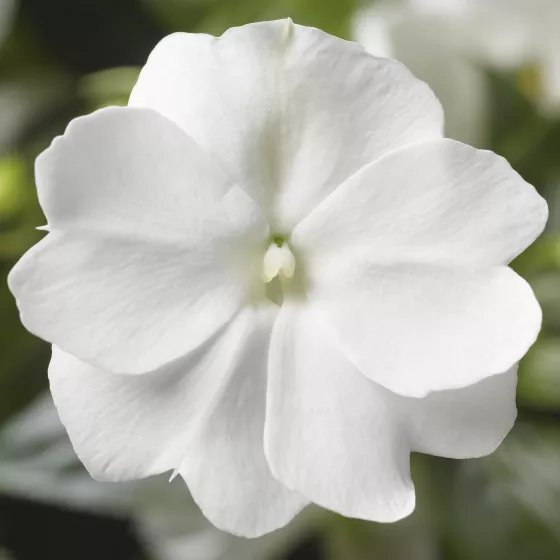 Florific® White