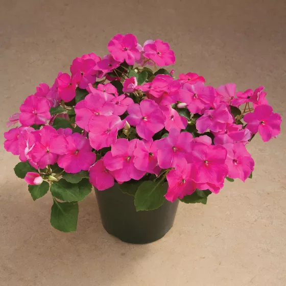Accent Premium Rose