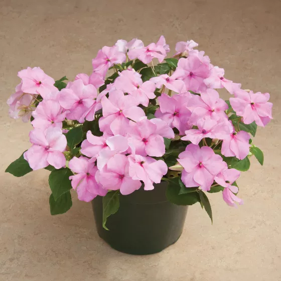 Accent Premium Pink