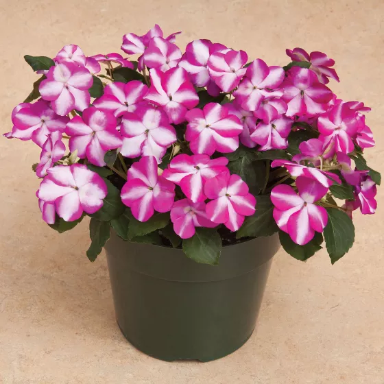 Accent Premium Violet Star