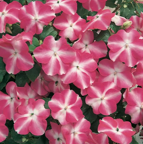 Accent Rose Star