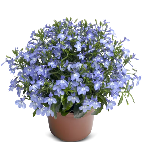 Techno® Up Sky Blue