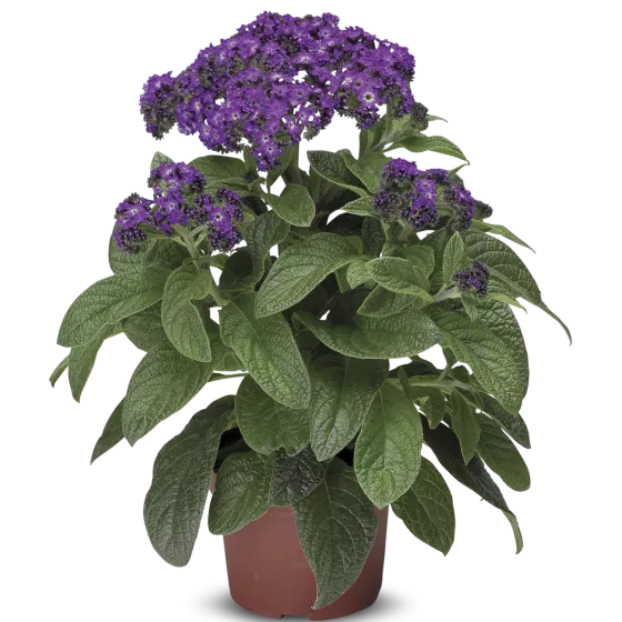 Scentropia® Dark Blue