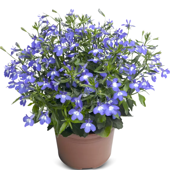 Techno® Up Blue