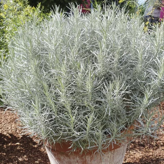 Curry Plant Silvery White