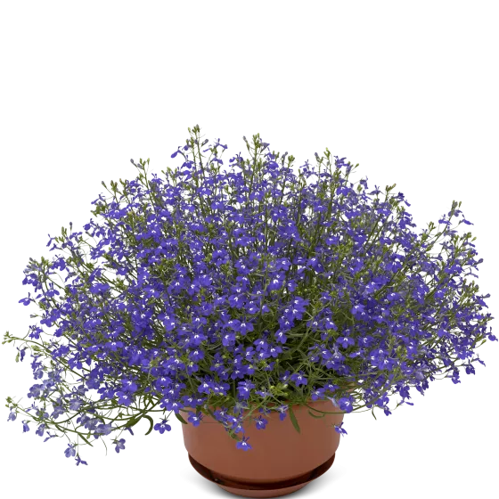 Techno® Up Cobalt Blue