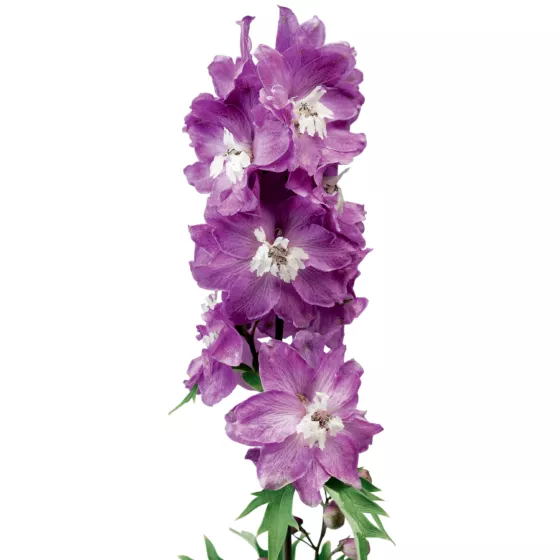 Excalibur Lilac Rose White Bee