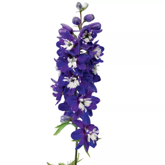 Excalibur Dark Blue White Bee