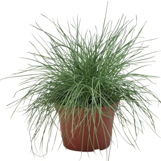 Festuca cinerea (glauca)