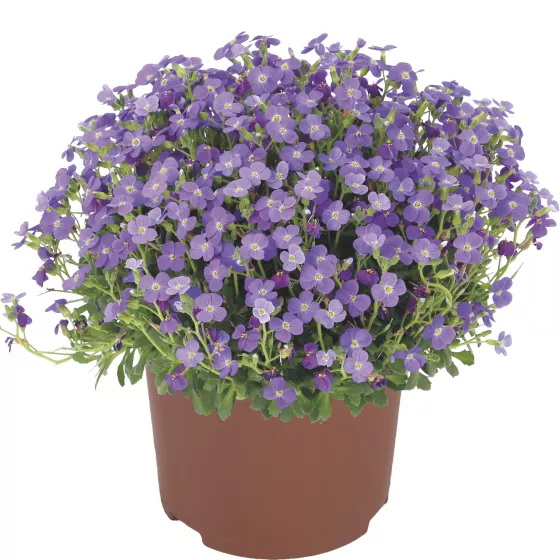 Audrey Blue Shades
