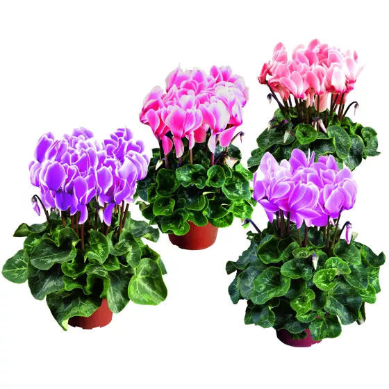 Super Serie® XL Flame Mix | Syngenta Flowers