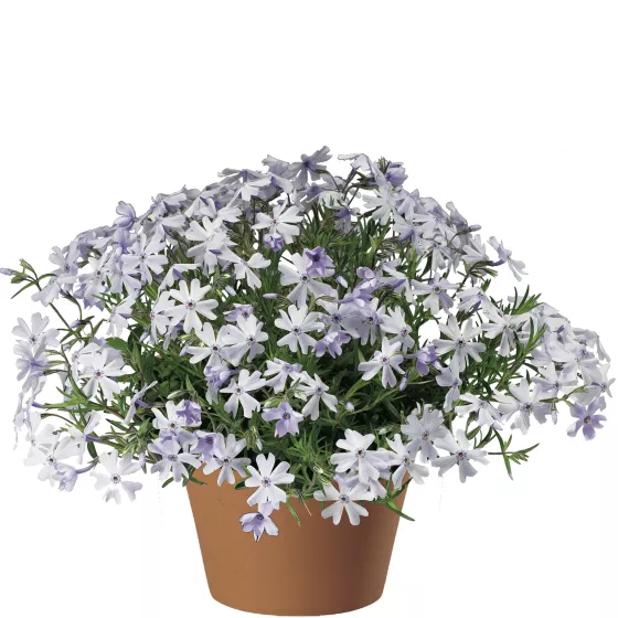 Emerald Cushion Blue | Syngenta Flowers