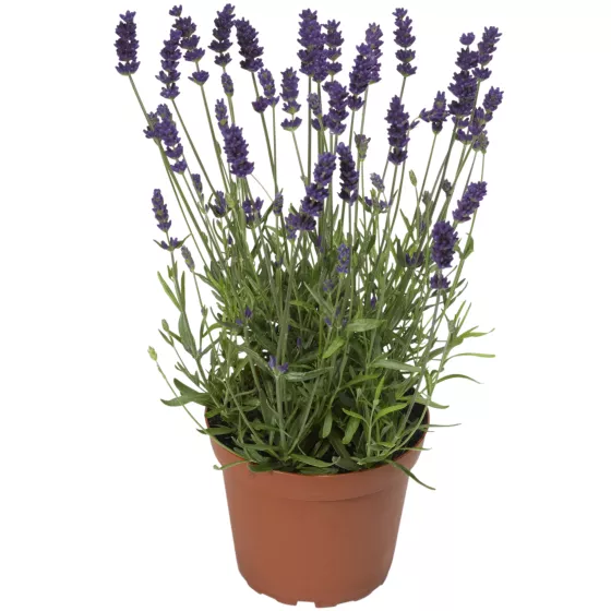 Aromatico Blue Compact