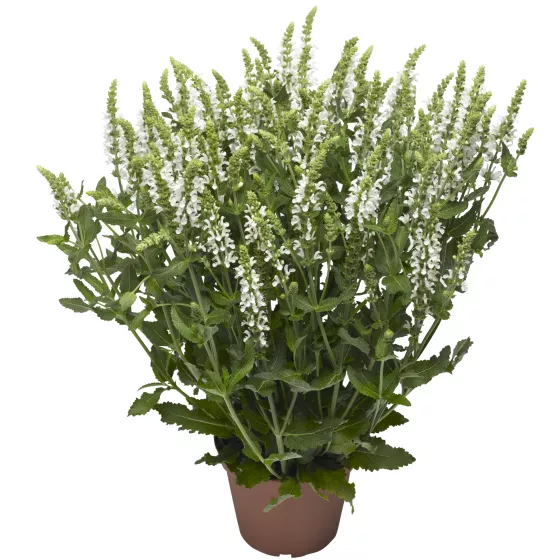 Bordeau White