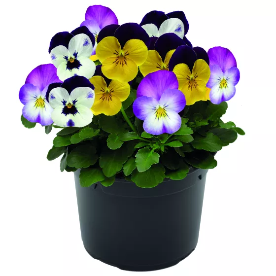 TrioMix Deltini Heaven's Gate | Syngenta Flowers