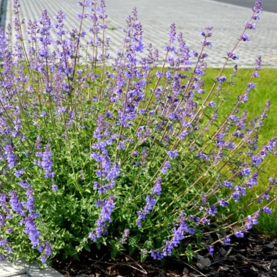 Nepeta x faassenii