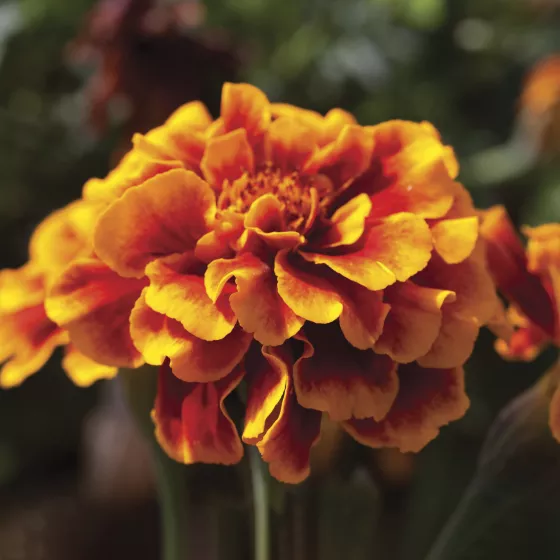 Alumia Flame