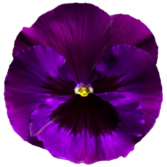 Delta® Pro Neon Violet