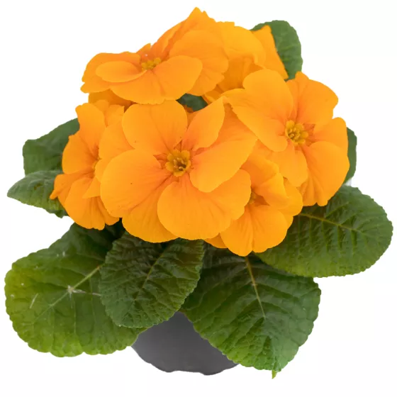 Danique Orange