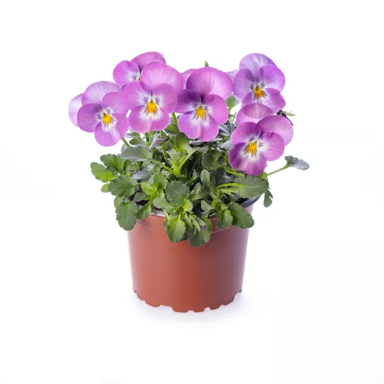 Deltini Lavender Pink Face