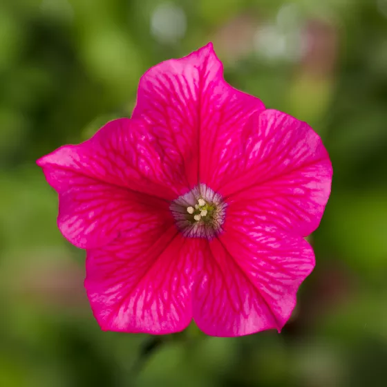 Sanguna® Mega Rose Vein