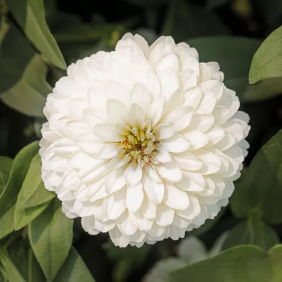 Zydeco White