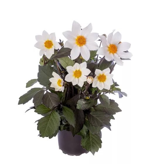 Dahlegria White