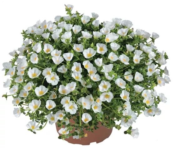 Pazzaz White