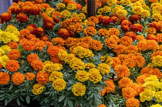 Aton Color Mix | Syngenta Flowers