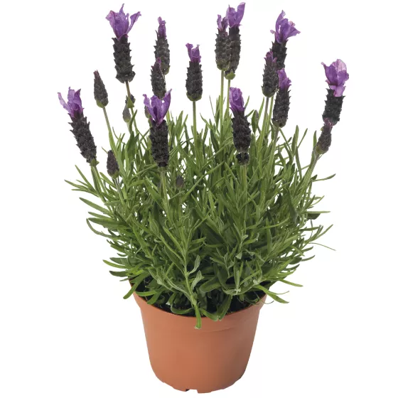 Javelin Forte Deep Purple
