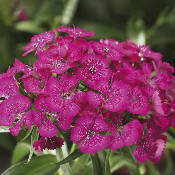Barbarini Rose