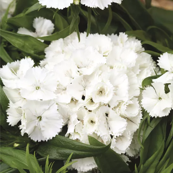 Barbarini White