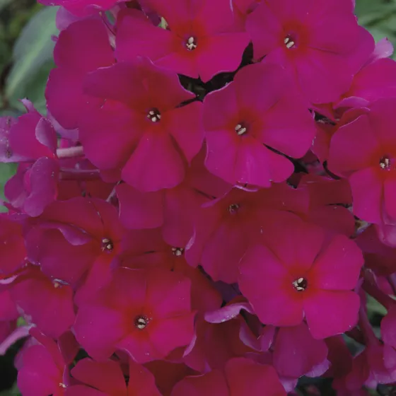 Sweet Summer® Red