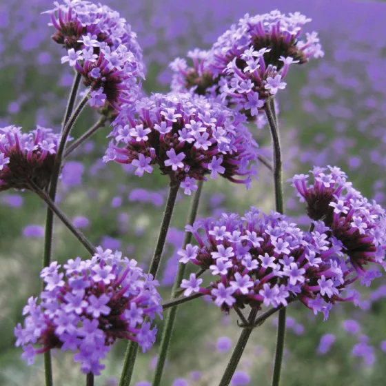 Verbena bonariensis