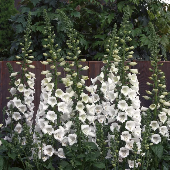 Virtuoso White