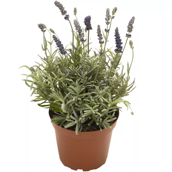 Vintro Tall Grey Blue
