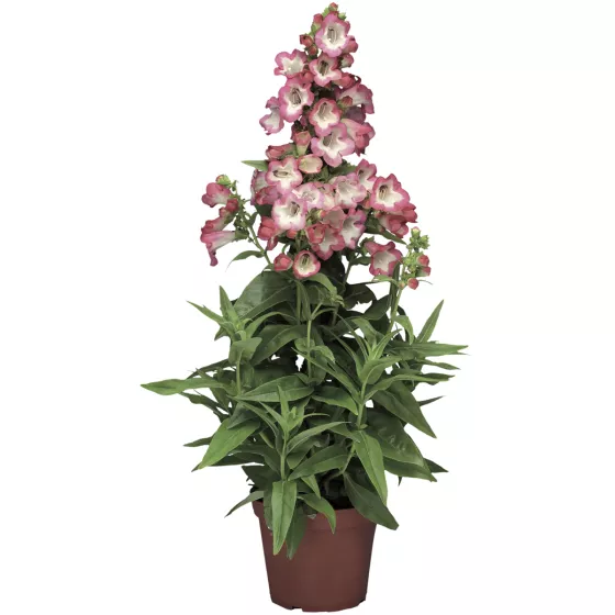 Phoenix Pink | Syngenta Flowers