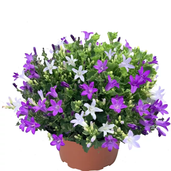 Clockwise Bright Stellar YPL DuoMix | Syngenta Flowers