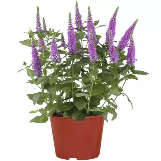 Ronica Fuchsia