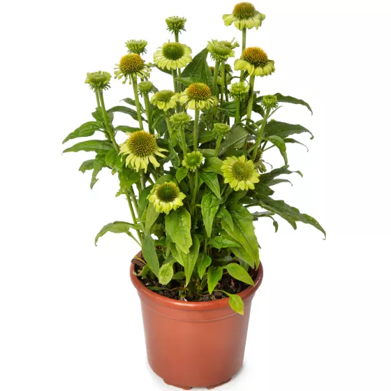 Prairie Blaze Green