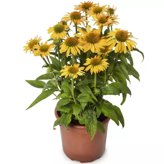 Prairie Blaze Golden Yellow