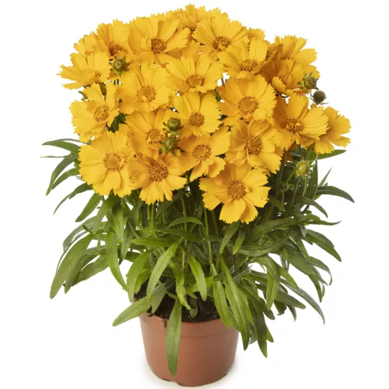 Castello Compact Yellow