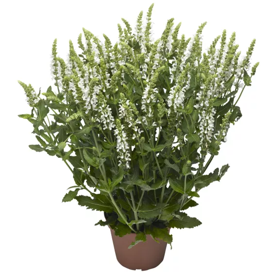 Bordeau White